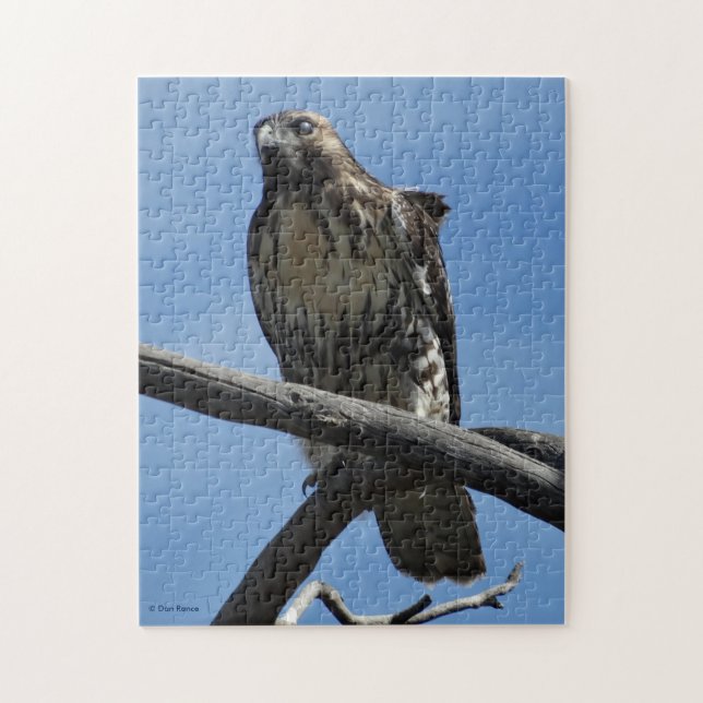 B54 Swainson's Hawk (Vertikal)