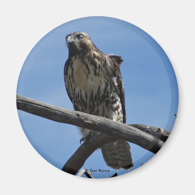 B54 Swainson's Hawk Magnet (Vorne)