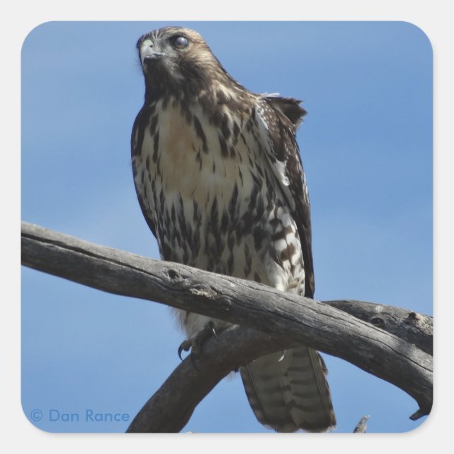 B54 Swainson's Hawk Quadratischer Aufkleber (Vorderseite)