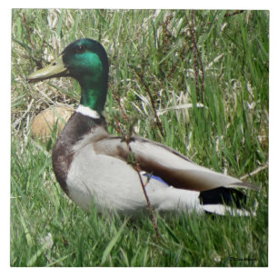 B55 Erpel der Stockente Grünschnabel im Gras Fliese