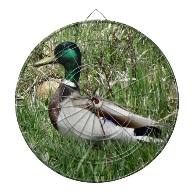B55 Mallard Duck Drake Greenhead im Gras Dartscheibe (vorne)