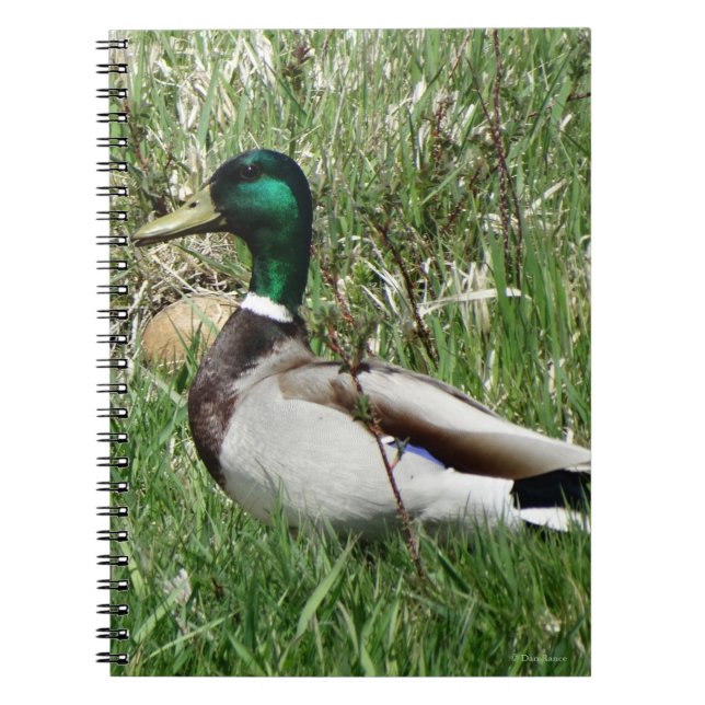 B55 Mallard Duck Drake Greenhead im Gras Notizblock (Vorderseite)