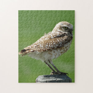 B56 Burrowing Owl