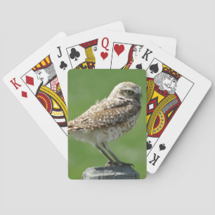 B56 Burrowing Owl Spielkarten