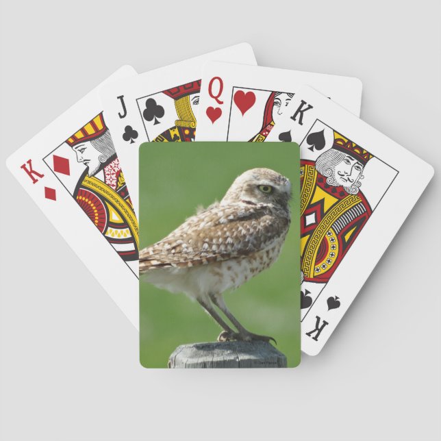 B56 Burrowing Owl Spielkarten (Rückseite)