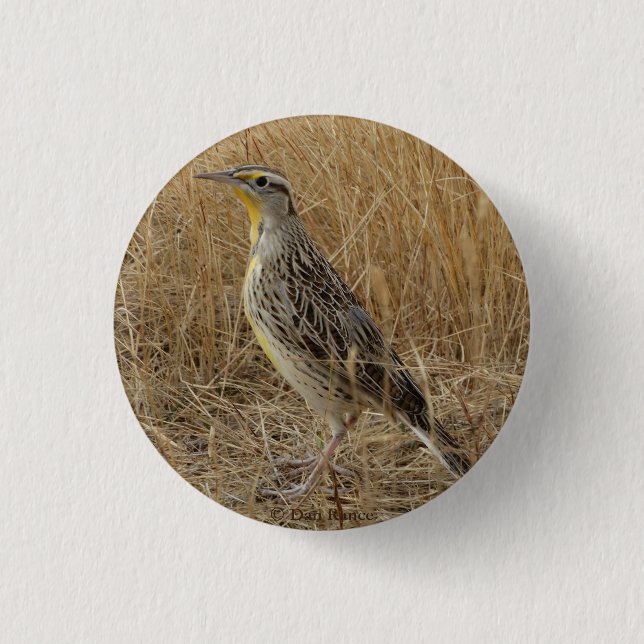 B57 Western Meadowlark Button (Vorderseite)
