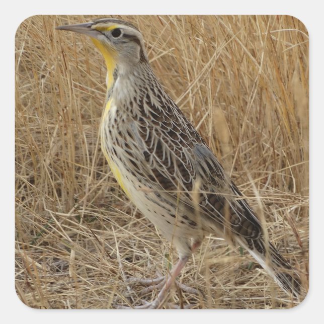 B57 Western Meadowlark Quadratischer Aufkleber (Vorderseite)