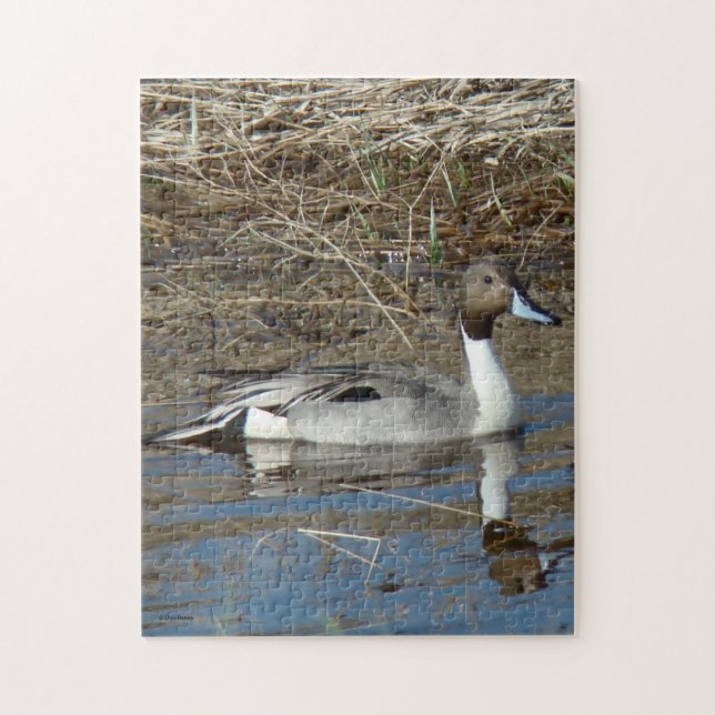 B5 Pintail Duck Drake (Vertikal)