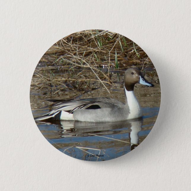 B5 Pintail Duck Drake Button (Vorderseite)