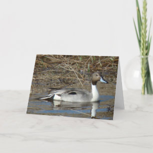 B5 Pintail Duck Drake Karte
