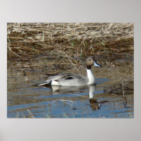 B5 Pintail Duck Drake