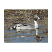 B5 Pintail Duck Drake