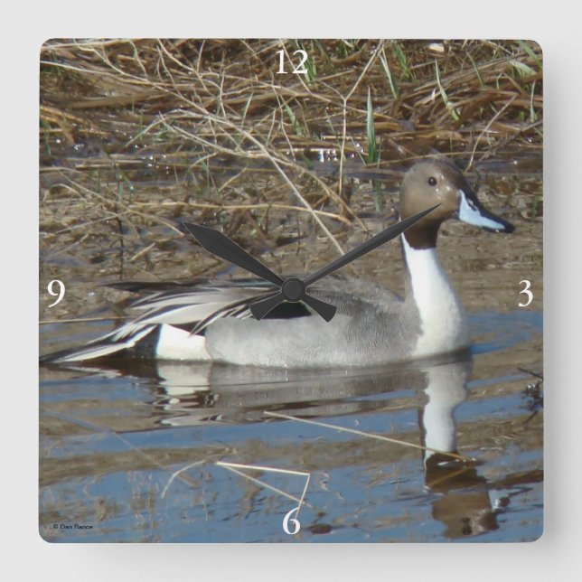 B5 Pintail Duck Drake Quadratische Wanduhr (Vorderseite)