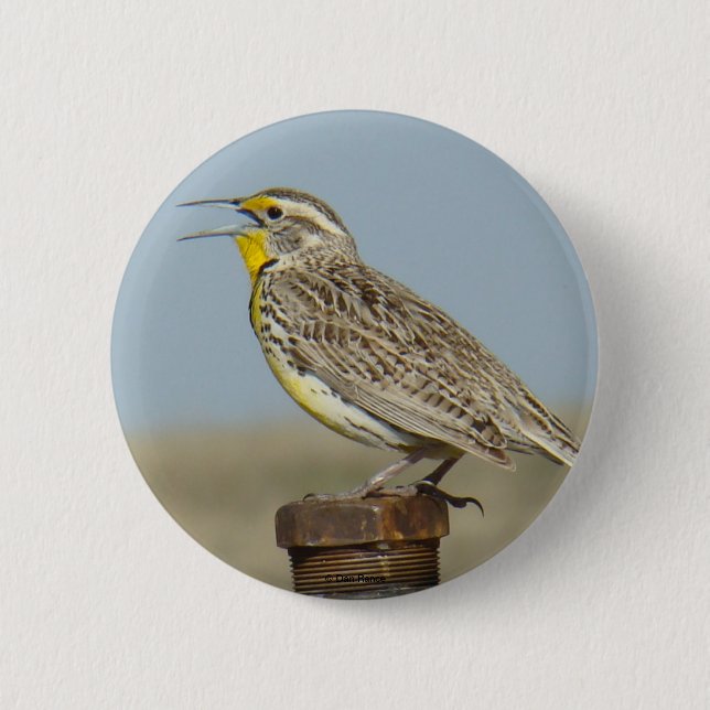 B6 Western Meadowlark Button (Vorderseite)