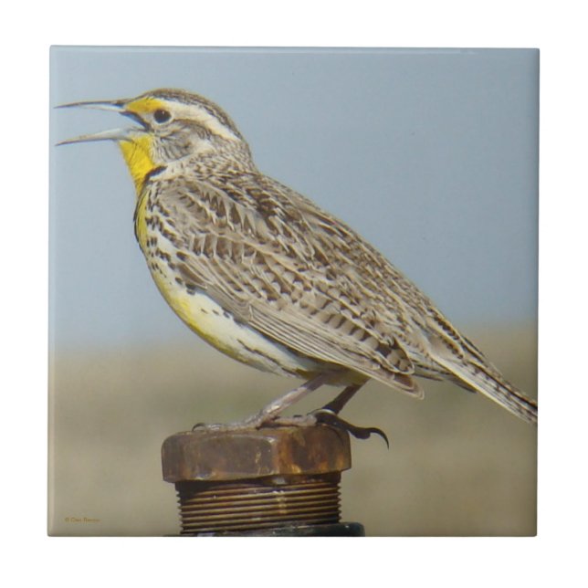 B6 Western Meadowlark Fliese (Vorderseite)