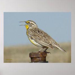 B6 Western Meadowlark Poster