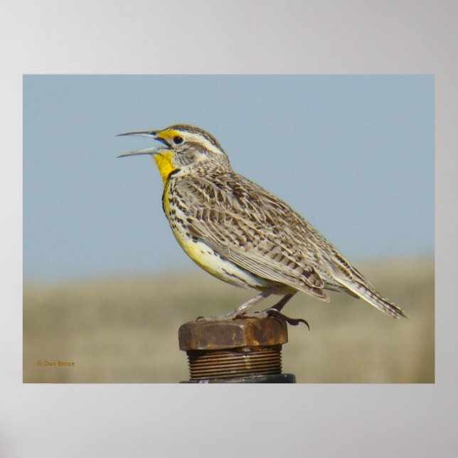 B6 Western Meadowlark Poster (Vorne)