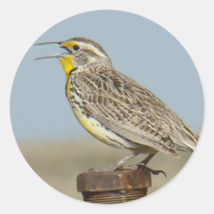 B6 Western Meadowlark Runder Aufkleber