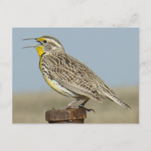 B6 Wiesenschmätzer Postkarte