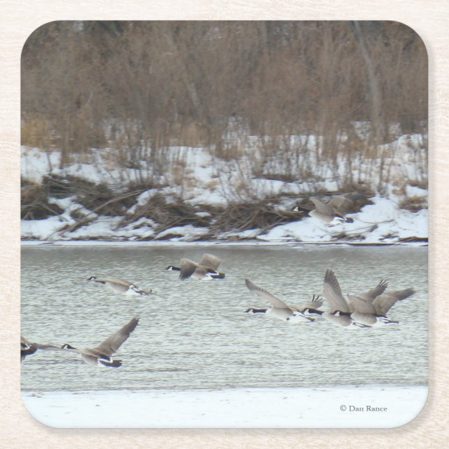 B7 Kanadische Gänse im Winter River Rechteckiger Pappuntersetzer (Vorderseite)