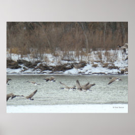 B7 Kanadischer Gänse im Flug Poster