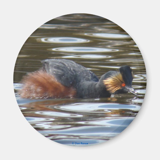 B8 Eared Grebe Courting Magnet (Vorne)