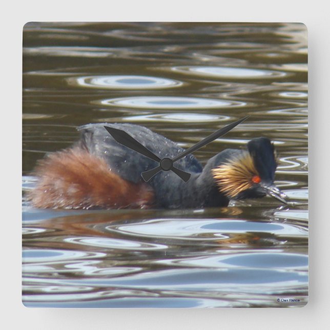 B8 Eared Grebe Courting Quadratische Wanduhr (Vorderseite)