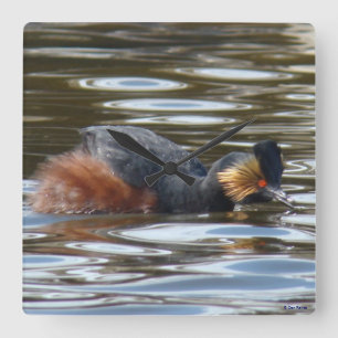 B8 Eared Grebe Courting Quadratische Wanduhr