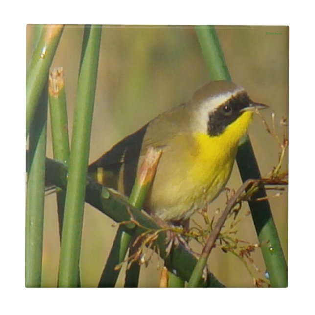 B9 Gelbthrop Fliese (Vorderseite)