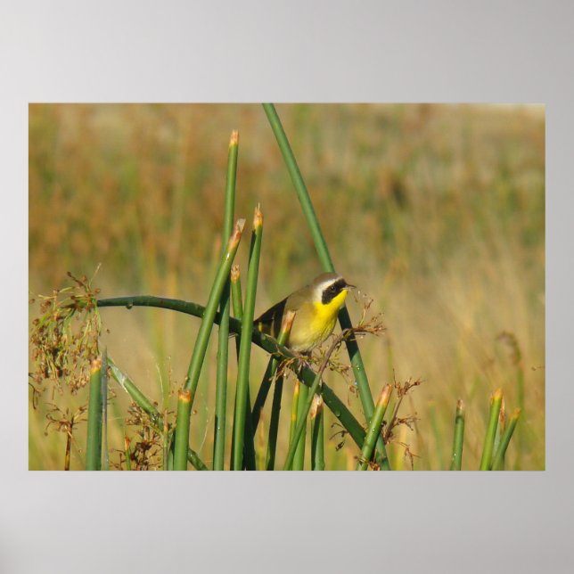 B9 Gelbthrop Poster (Vorne)