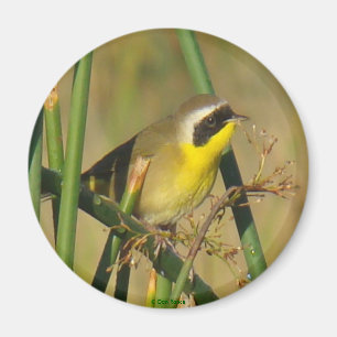 B9 Häufig Yellowthrop Magnet