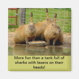 B - Humoristisches Capybara Magnet
