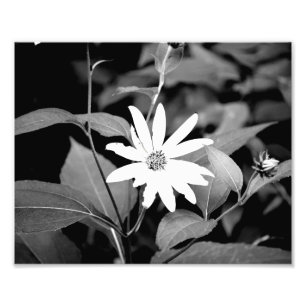 B&W Blume Fotodruck