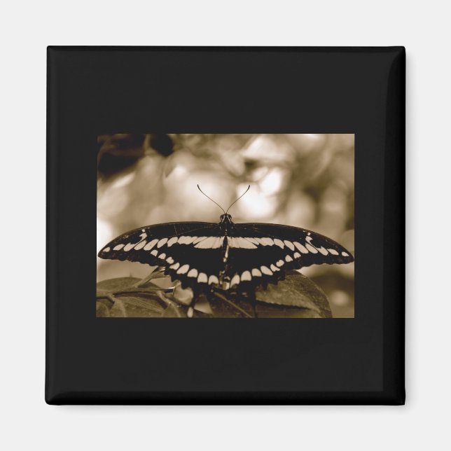 B/W Butterfly Magnet (Vorne)