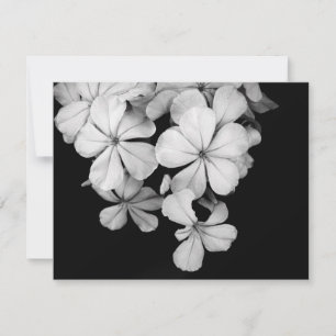 b&w carte postale