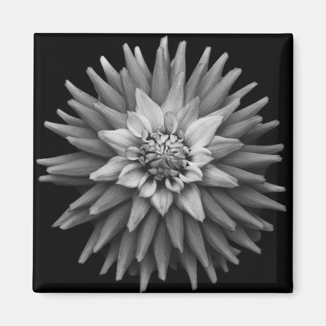 B & W Dahlia Magnet (Vorne)