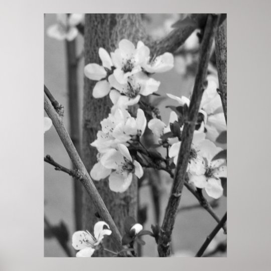 B&W floral - fleurs sensibles Poster