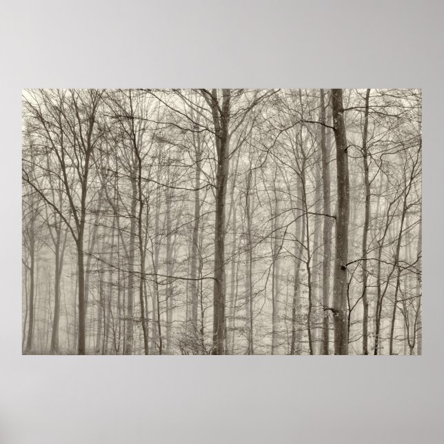 B&W Forest with morning fog behind the trees Poster (Vorne)