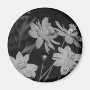 B&W - Gruppe Schwefelkosmos Magnet