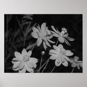 B&W - Gruppe Schwefelkosmos Poster