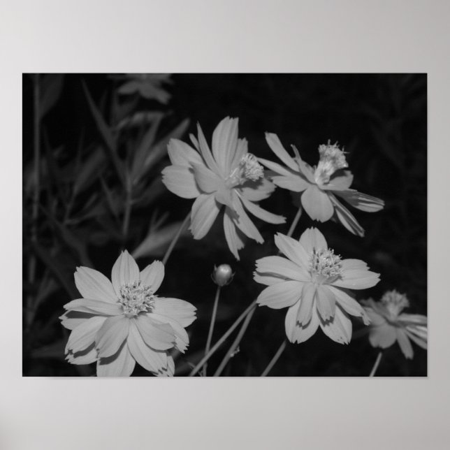 B&W - Gruppe Schwefelkosmos Poster (Vorne)