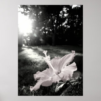 B&W Hibiskus Blume Poster