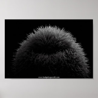 b&w Igel Poster