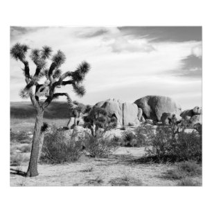 B&W Joshua Baum-Nationalpark Fotodruck