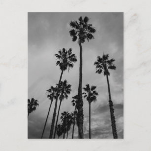 B&W Los Angeles Palmen Postkarte