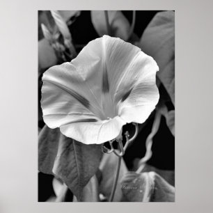 B & W Morning Glory Print Poster