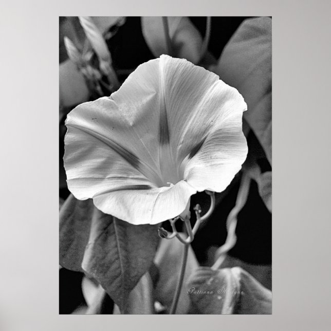 B & W Morning Glory Print Poster (Vorne)