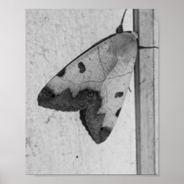 B&W - Ophiusa tirhaca, der grüne Drache Poster