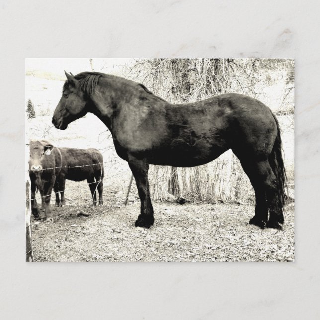 B&W Percheron Mare Postkarte (Vorderseite)
