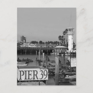 B&W Pier 39 Seelöwen Postkarte